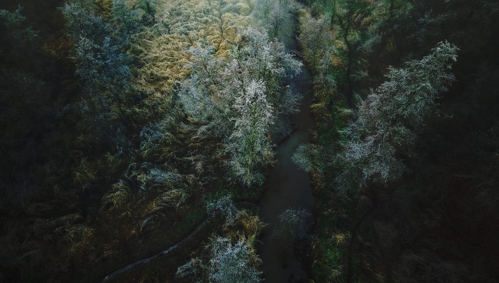 Wald von oben